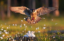 Peregrine falcon (Falco peregrinus) landing at nest with chicks, Vaala, Finland, June.