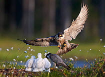 Peregrine falcon (Falco peregrinus) adult landing at nest with chicks, Vaala, Finland, June.