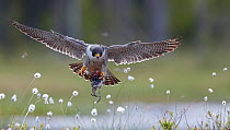 Peregrine falcon (Falco peregrinus) in flight over cotton grass carrying prey, Vaala, Finland, June.