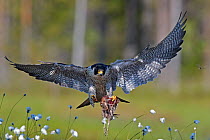 Peregrine falcon (Falco peregrinus)  flying carrying Woodcock (Scolopax rusticola) prey Vaala, Finland, June.
