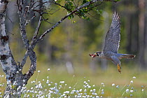 Peregrine falcon (Falco peregrinus)  taking bones away from the nest Vaala, Finland, June.
