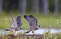 Peregrine falcon (Falco peregrinus) fledglings exercising wings, Vaala, Finland, July.