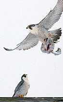 Peregrine falcon (Falco peregrinus) male bringing courtship gift to female, Canada, January.