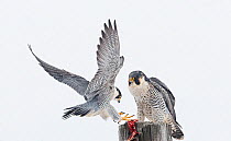 Peregrine falcon (Falco peregrinus) male bringing courtship gift to female, Canada, January.