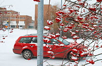 Pine grosbeak  (Pinicola enucleator)  male feeding on Rowan berries in snow, with car and buildings in the background. Oulu, Finland, December.