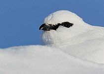 Ptarmigan (Lagopus mutus) male in winter plumage in snow, Utsjoki, Finland, March.