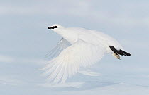 Ptarmigan (Lagopus mutus) male in winter plumage, flying in snow, Utsjoki, Finland, March.