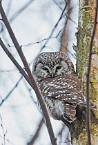 Tengmalm's owl (Aegolius funereus) Helsinki, Finland, December.