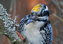 Three-toed woodpecker (Picoides tridactylus)  male, Helsinki, Finland, January.