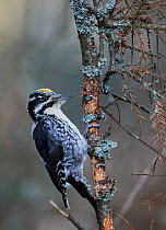 Three-toed woodpecker (Picoides tridactylus)  male, Helsinki, Finland, January.