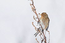 Twite (Carduelis flavirostris) perched on dead plant in snow, Vantaa, Finland, February.