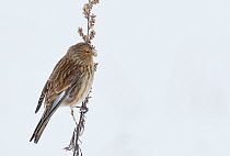 Twite (Carduelis flavirostris) perched on dead plant in snow, Vantaa, Finland, February.