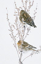 Twite (Carduelis flavirostris) two perched on flowers in snow, Vantaa, Finland, February.