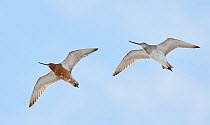 Bar-tailed godwit (Limosa lapponica) two in flight,  Vardo, Norway, May.