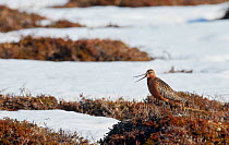 Bar-tailed Godwit male calling (Limosa lapponica) calling, Vardo, Norway, May.