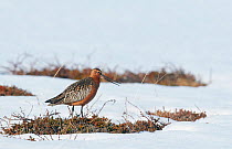 Bar-tailed godwit male (Limosa lapponica) in snow, Vardo, Norway, May.