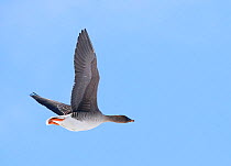 Bean Goose (Anser fabalis) in flight, Vardo, Norway, May.