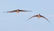 Bean goose (Anser fabalis) two in flight, Vardo, Norway, May.