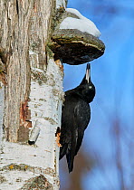Black woodpecker (Dryocopus martius) on birch tree trunk with drilled hole,  feeding on bracket fungus (Piptoperus betulinus) tongue visible, Helsinki, Finland, February.