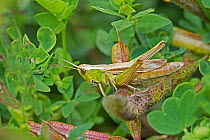 Meadow grasshopper  (Chorthippus parallelus) male, Sutcliffe Park Nature Reserve, Eltham, London, England, UK, August.