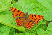 Comma  butterfly (Polygonia c-album)  Brockley Cemetery, Lewisham, London, England, UK, August.