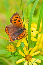 Small copper butterfly  (Lycaena phlaeas) on common ragwort,  Brockley Cemetery, Lewisham, London, England, UK, August.