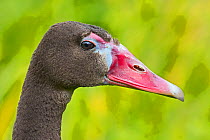 Black spur-winged goose  (Plectopterus gambensis niger) captive, occurs in sub-Saharan Africa.