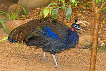 Congo peafowl  (Afro congensis) male animal, captive occurs in the Congo Basin.