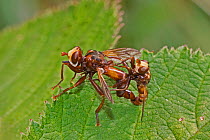 Thick-headed flies (Sicus ferrugineus)  mating pair, Brockley Cemetery, Lewisham, London, England, UK, July.