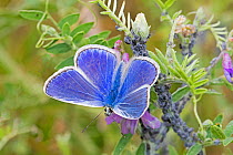 Common blue butterfly  (Polyommatus icarus) on tufted vetch, Sutcliffe Park Nature Reserve, Eltham, London, England, UK, July.