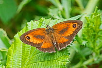 Gatekeeper butterfly  (Pyronia tithonus) male animal, Brockley Cemetery, Lewisham, London, England, UK, July.