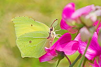 Brimstone butterfly  (Gonepteryx rhamni) male feeding on Everlasting sweet pea (Lathyrus latifolius) Brockley Cemetery, Lewisham, London, England, UK. July.