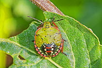 Southern green shieldbug  (Nezara viridulae) fifth instar, Sutcliffe Park Nature Reserve, Eltham, London, England, UK. September.