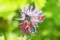 Red-tipped clearwing  (Synanthedon formicaeformis) feeding on creeping thistle, Sutcliffe Park, Eltham, London, England, UK. September.