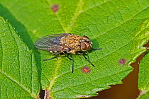 Cluster fly (Pollenia rudis)  Brockley Cemetery, Lewisham, London, England, UK, September.