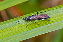 Ichneumon wasp (Ichneumon deliratorius)  Sutcliffe Park Nature Reserve, Eltham, London, England, UK, October.