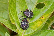 Southern green shieldbugs (Nezara viridula) mid instar nymphs  Sutcliffe Park Nature Reserve, Eltham , London, England, UK, October.