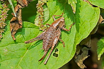 Dark Bush-cricket  (Pholidoptera griseoaptera) female, Hutchinson's Bank, New Addington, London, England, UK.  October.