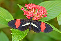 Red or Small postman (Heliconius erato) feeding on milkweed, Central and South America.