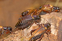 African field crickets (Gryllus bimaculatus) captive.