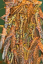 Desert Locusts  (Schistocerca gregaria) congregating on a post. Captive, occurs in Africa and Asia.