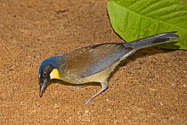 Blue-crowned laughing-thrush  (Dryonastes courtoisi)  digging in soil for grubs, from  Jiangxi Province, China. Critically Endangered,  Captive
