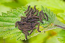 Small tortoiseshell larvae (Aglais urticae) on nettles, London, England, UK, July.