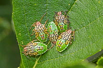 Parent shieldbugs  (Elasmucha grisea)  nymphs,  Sutcliffe Park Nature Reserve, Eltham, London, England, UK.  August 2017