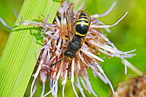 European potter wasp (Ancistrocerus gazella) Sutcliffe Park Nature Reserve, Eltham, London, England, UK.  August.