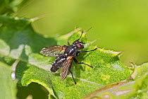Large black woodlouse fly  (Stevenia atramentaria)  Brockley Cemetery, Lewisham, London, England, UK, August.