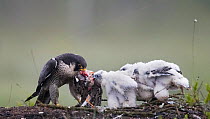 Peregrine falcon (Falco peregrinus) feeding chicks  a Ruff (Philomachus pugnax) Vaala, Finland, June.