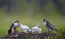 Peregrine falcon  (Falco peregrinus) male and female with chicks at nest, Vaala, Finland, June.