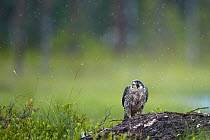 Peregrine falcon (Falco peregrinus) on nest,  Vaala, Finland, June.