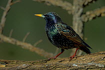 Common starling (Sturnus vulgaris) perched on branch, Vendee, France, February.